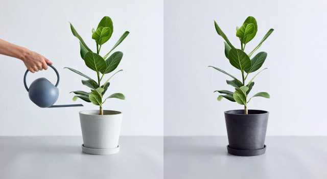 AND PLANTS｜フィカス・ベンガレンシス S