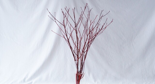 珊瑚色の樹木。 - 石木花(セキボッカ) | キナリノモール