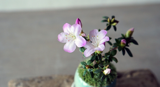 30788a94bc90eb0bc616e9db7fbf29