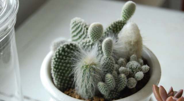 solxsol】初めまして多肉植物専門店solxsol（ソルバイソル）です