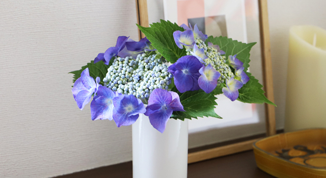 初夏の訪れを告げる紫陽花 Hushykke ハシュケ キナリノモール