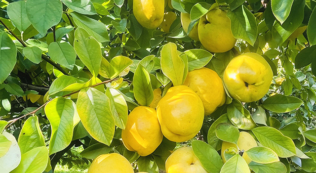 堀内果実園】旬のくだもの「かりん」の楽しみ方 - 堀内果実園(ホリウチ