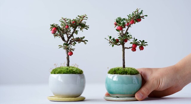 クリスマスギフトにもおすすめ】真っ赤な実のシロシタン - 石木花