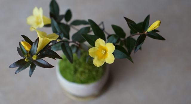 New】キバナジャスミンのミニ盆栽 - 石木花(セキボッカ) | キナリノモール
