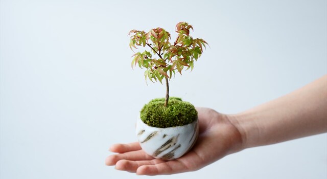 和の風情、清姫モミジの盆栽【父の日ギフトにもおすすめ】 - 石木花