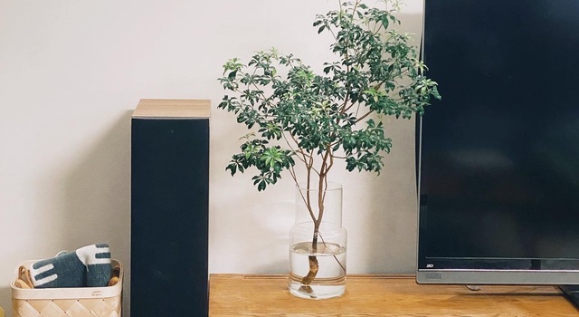 長く楽しむ枝ものインテリアグリーンと花瓶 - hushykke(ハシュケ