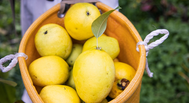 柿・かりんのご予約販売を開始いたしました！ - 堀内果実園(ホリウチ