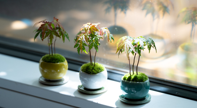 涼を楽しむ和の風情、ヤマモミジの林盆栽 - 石木花(セキボッカ