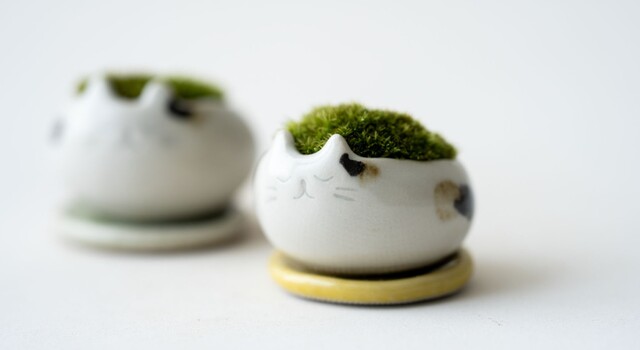 moss pet-にゃんこ「三毛」数量限定リリース！ - 石木花(セキボッカ