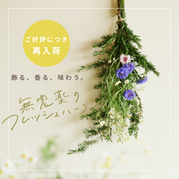 土と風の植物園｜［ドライフラワー］シルバーデージー - 土と風