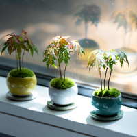 杉　石化　綴化　５号陶器鉢つき　激レア❗