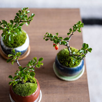 母の日ギフト】三大香木：クチナシのミニ盆栽 - 石木花(セキボッカ