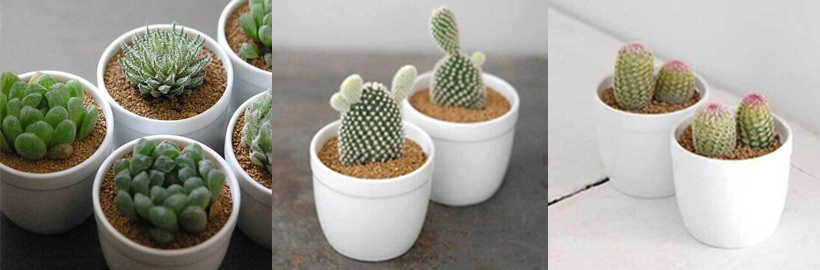 ＼新着ストア／眺めているだけで幸せ。おしゃれな多肉植物専門店「solxsol」	