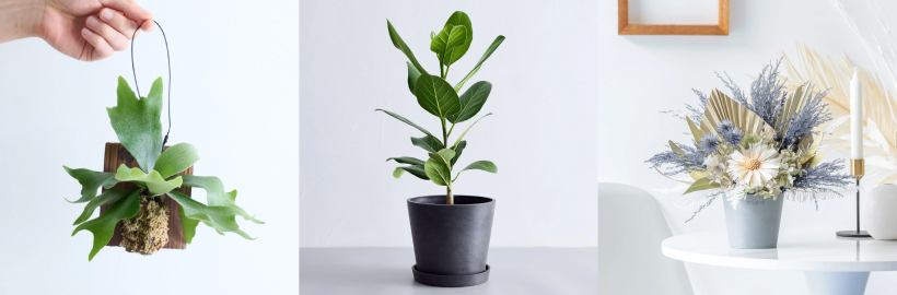 植物やお花を通じて、あなたの部屋に"眺め"をお届け。
「アンドプランツ」オープン！